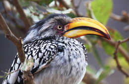 Image of Southern Yellow-billed Hornbill