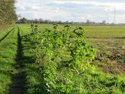 Image of cluster mallow