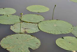 Image of waterlilies