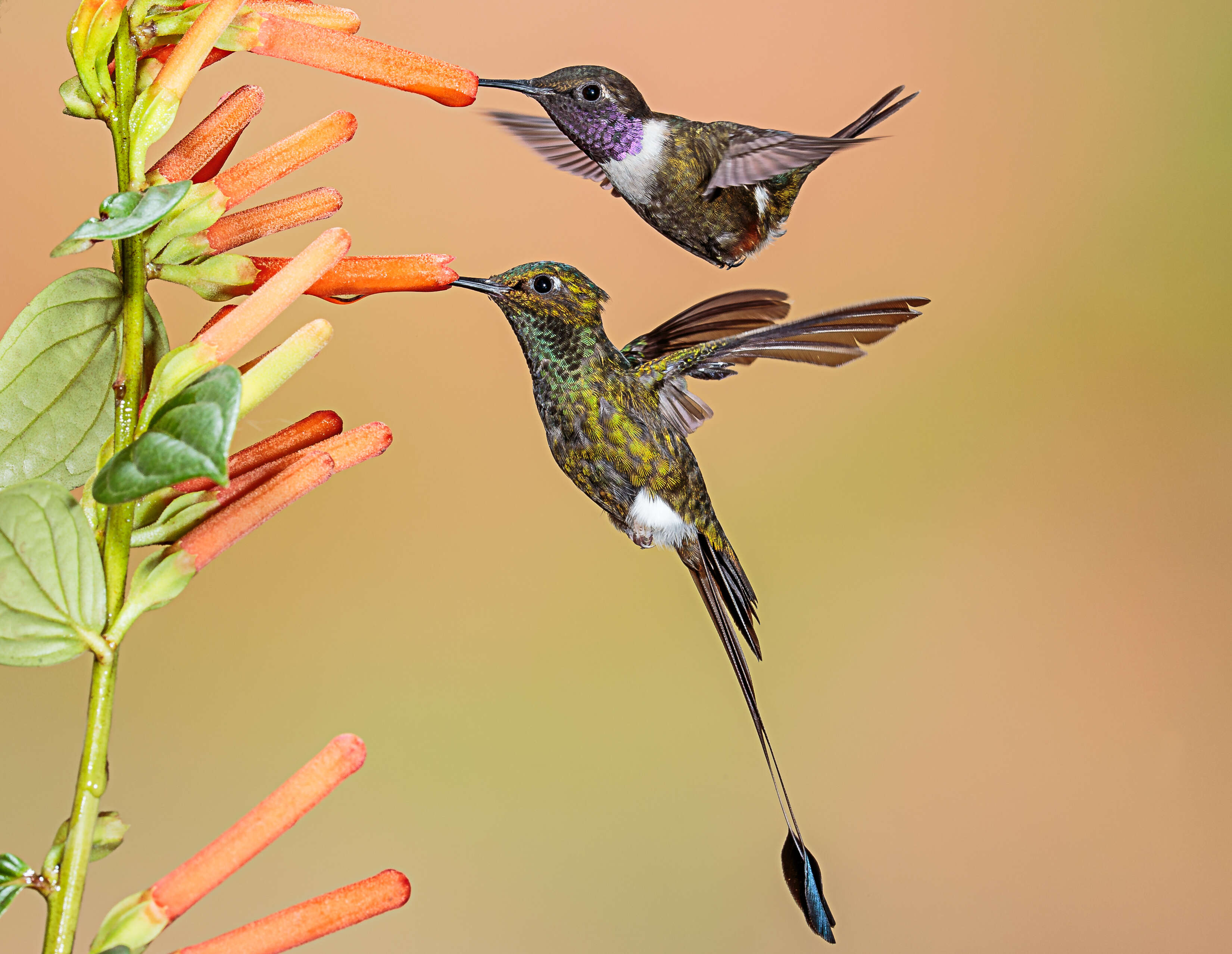 Image of Purple-throated Woodstar