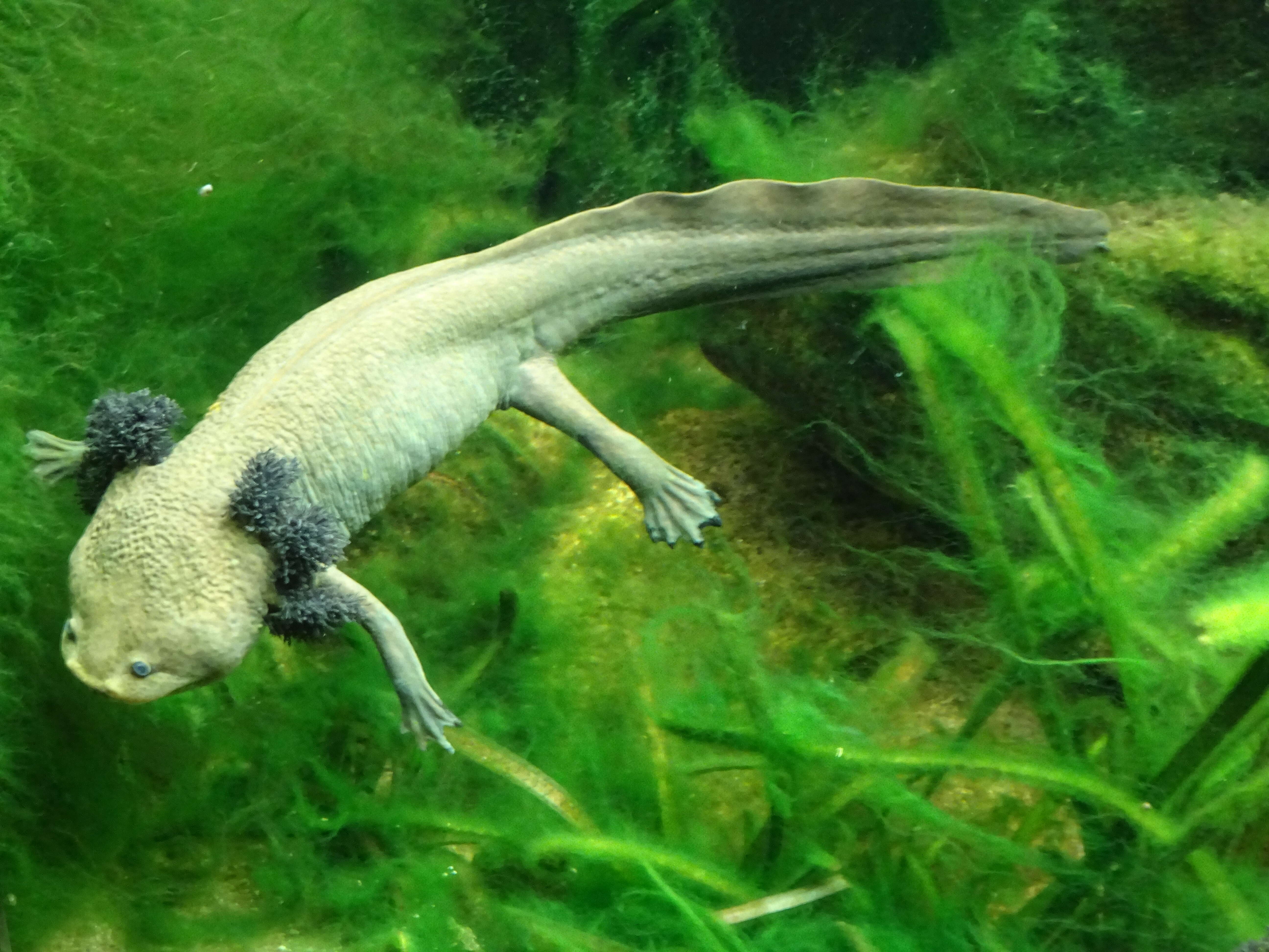 Image of Lake Patzcuaro Salamander