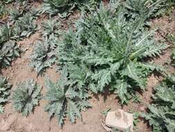 Image of black henbane