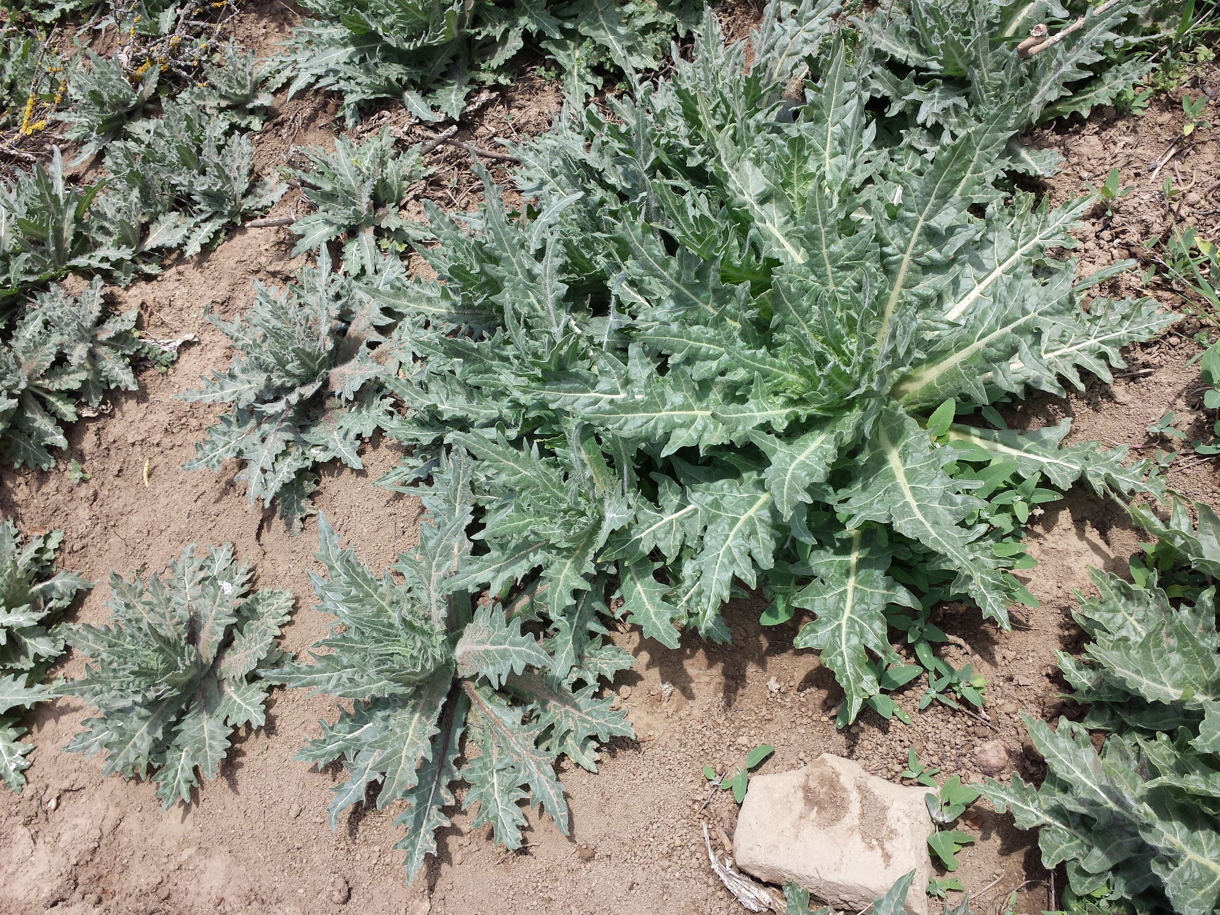 Image of black henbane