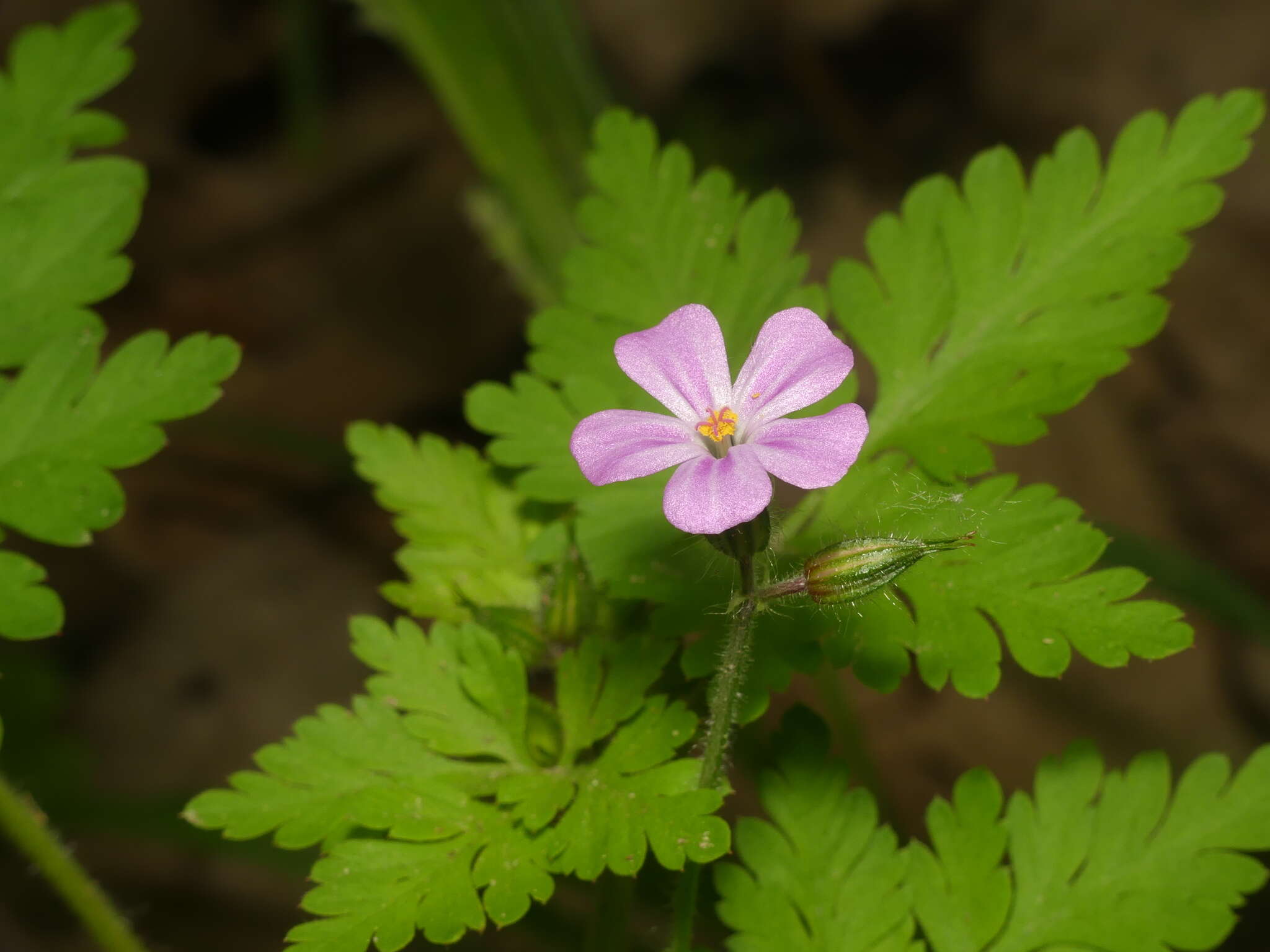 Imagem de Geranium robertianum L.