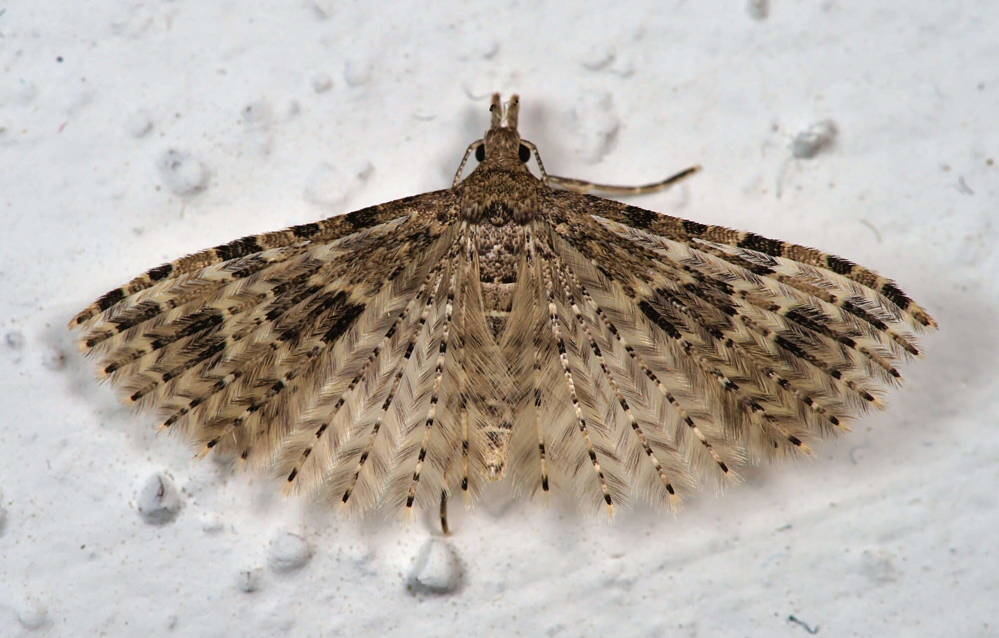 Image of twenty-plume moth