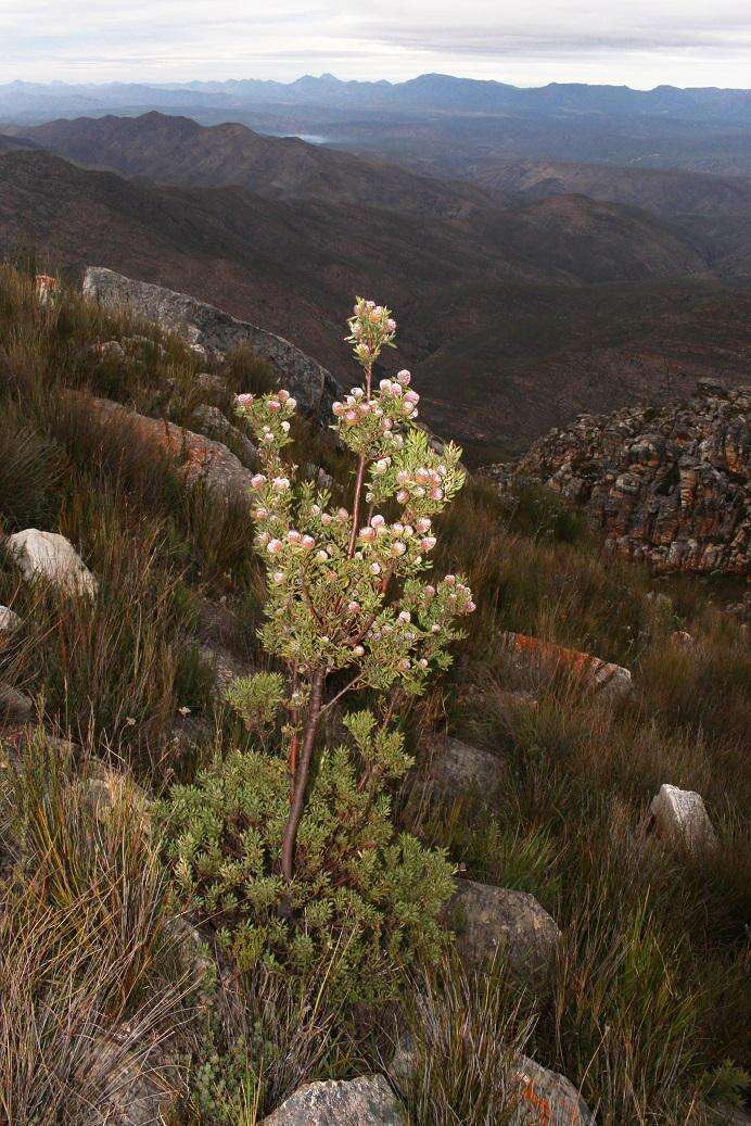 Image of Leucadendron rourkei I. J. M. Williams