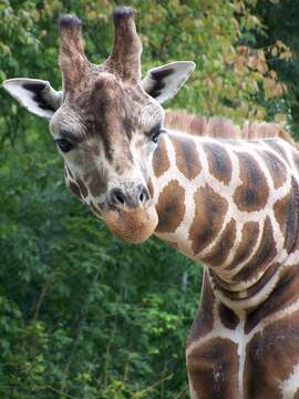 Image of Giraffa camelopardalis rothschildi