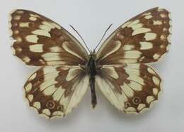 Image of Melanargia larissa Hübner 1827