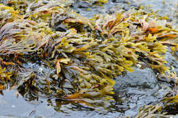 Image of Fucus distichus