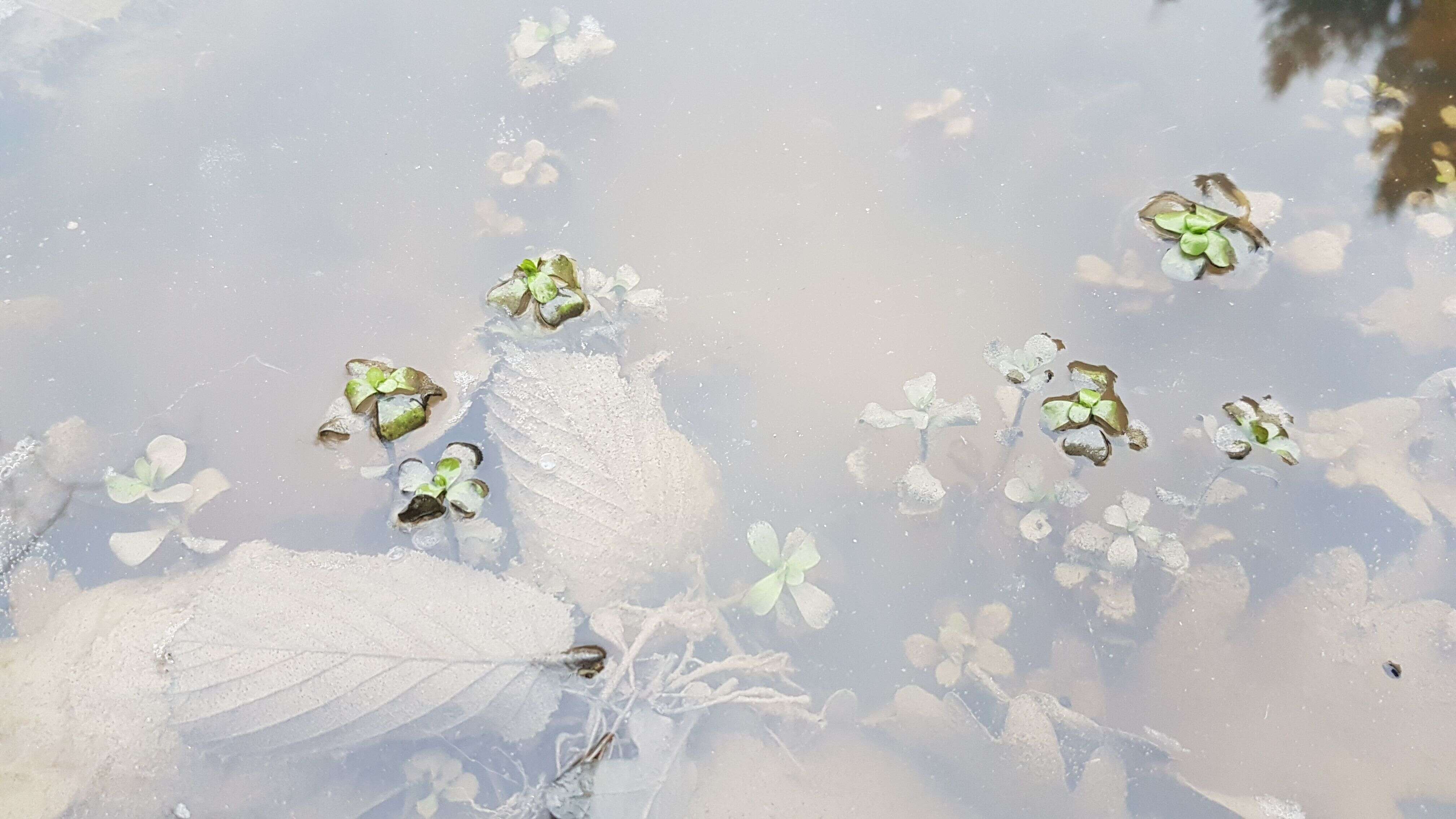 Image de Pourpier des Marais