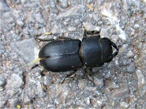 Image of Dorcus parallelipipedus (Linnaeus 1758)