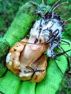 Image of Stinking Russula