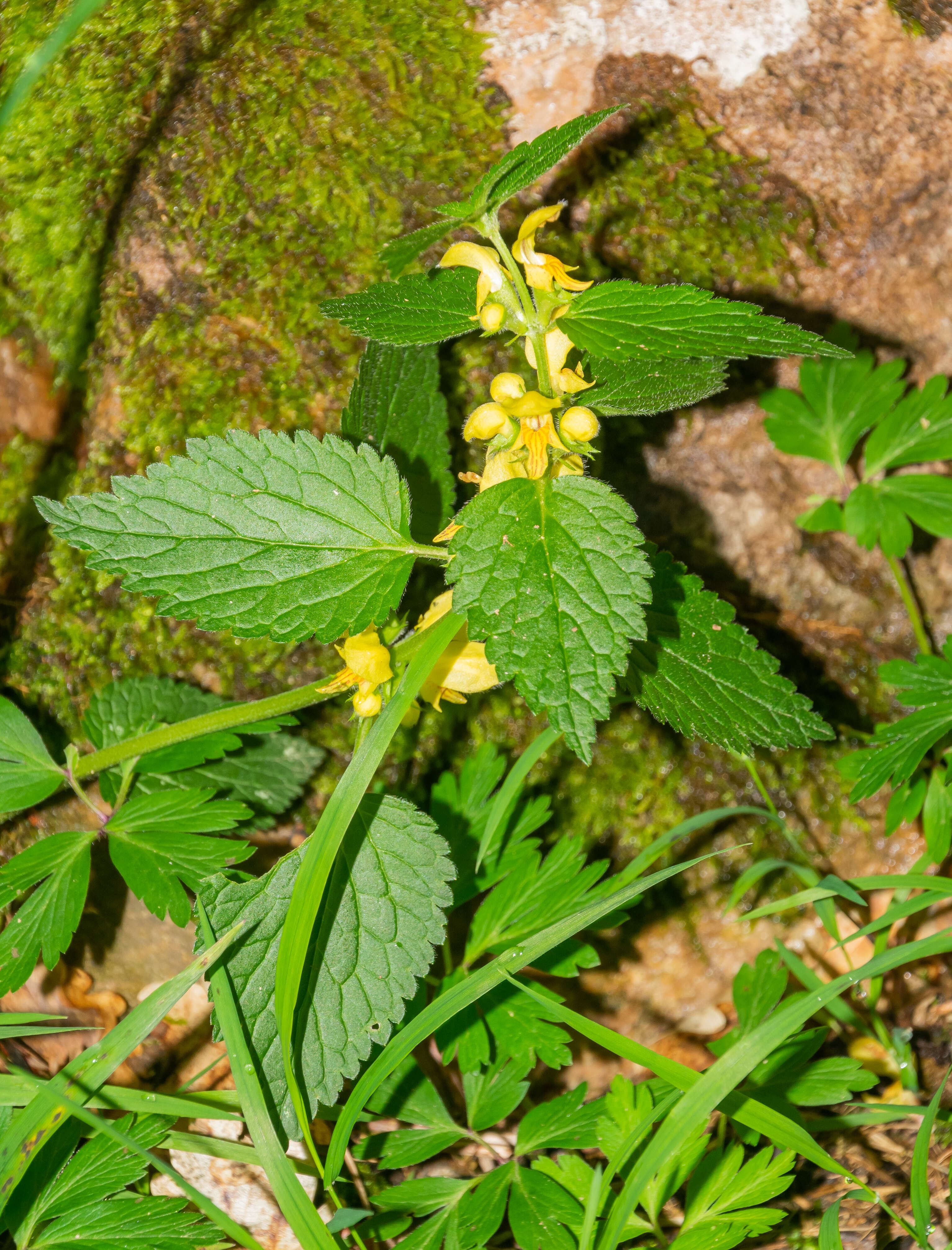 Imagem de Lamium galeobdolon (L.) L.