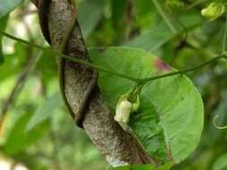 Image of Solena amplexicaulis (Lam.) Gandhi ex Saldanha & Nicolson