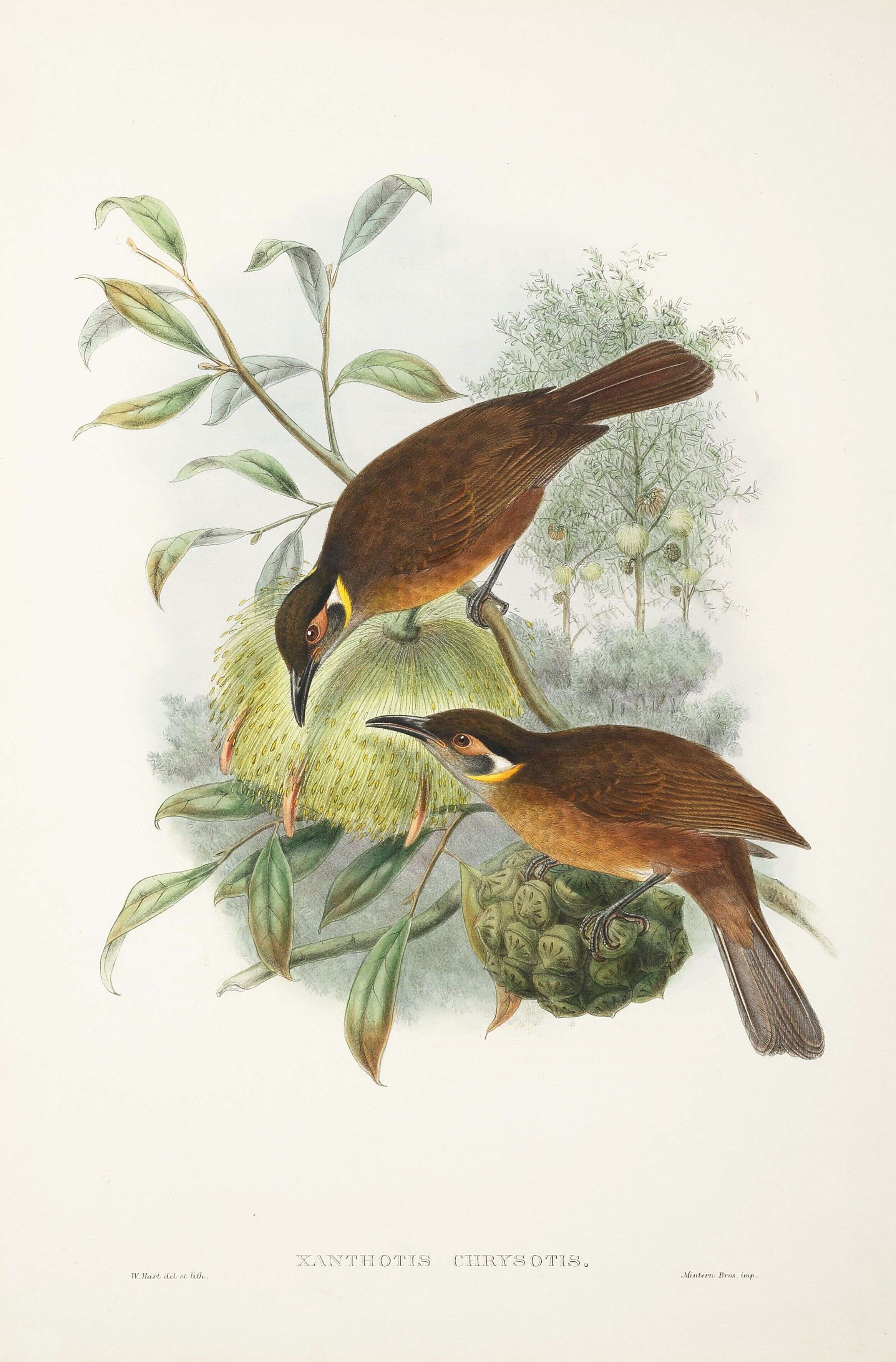 Imagem de Xanthotis flaviventer (Lesson & R 1828)