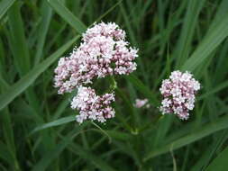 Image of marsh valerian