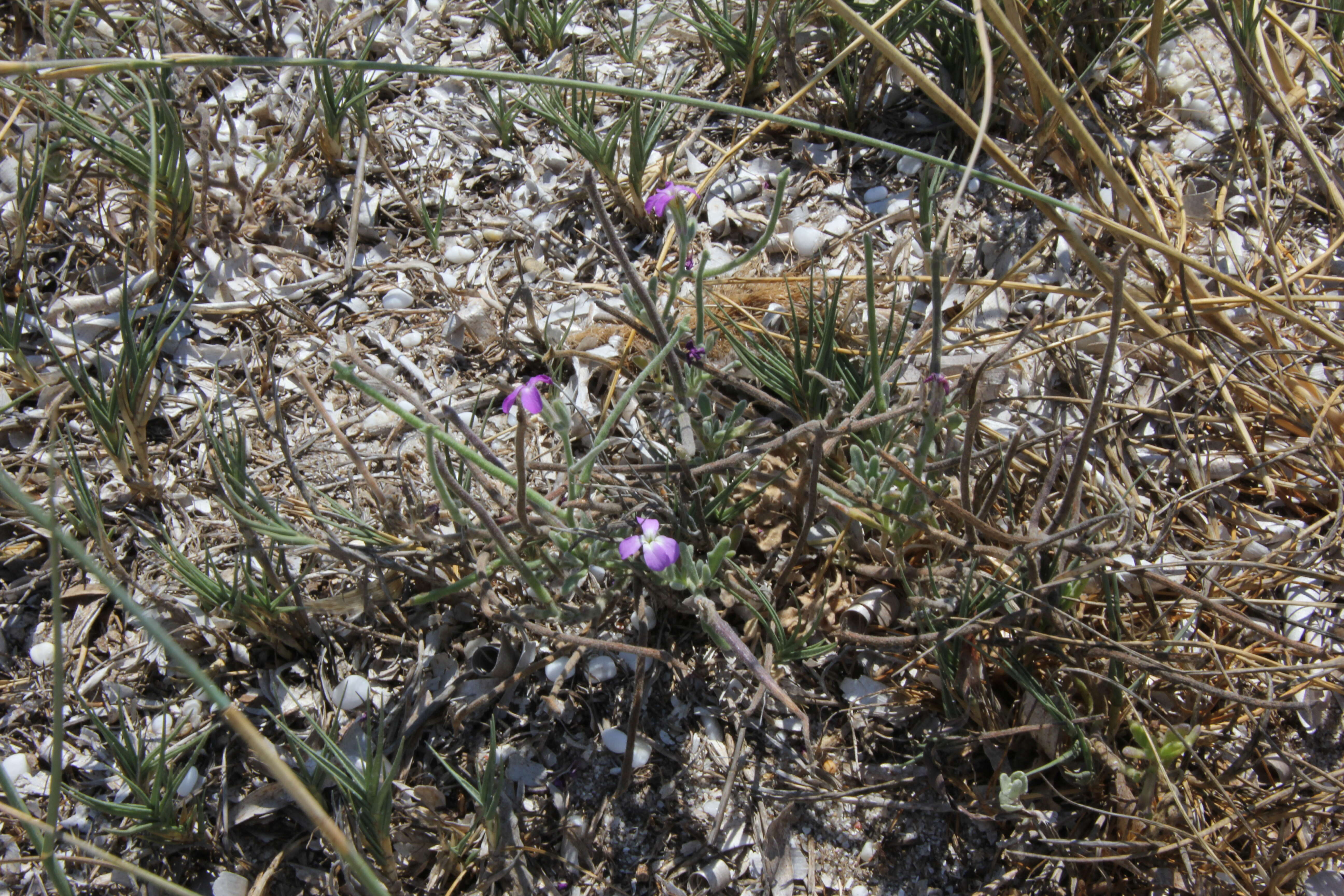 Image of Matthiola tricuspidata (L.) W. T. Aiton