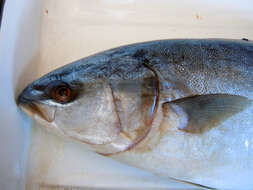 Image of Allied Kingfish