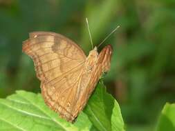 Image of chocolate pansy