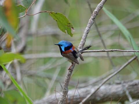 Image of Variegated Fairy-wren