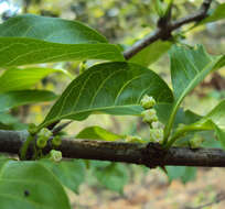 Image of Canthium coromandelicum (Burm. fil.) Alston