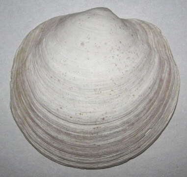 Image of Anodontia Link 1807
