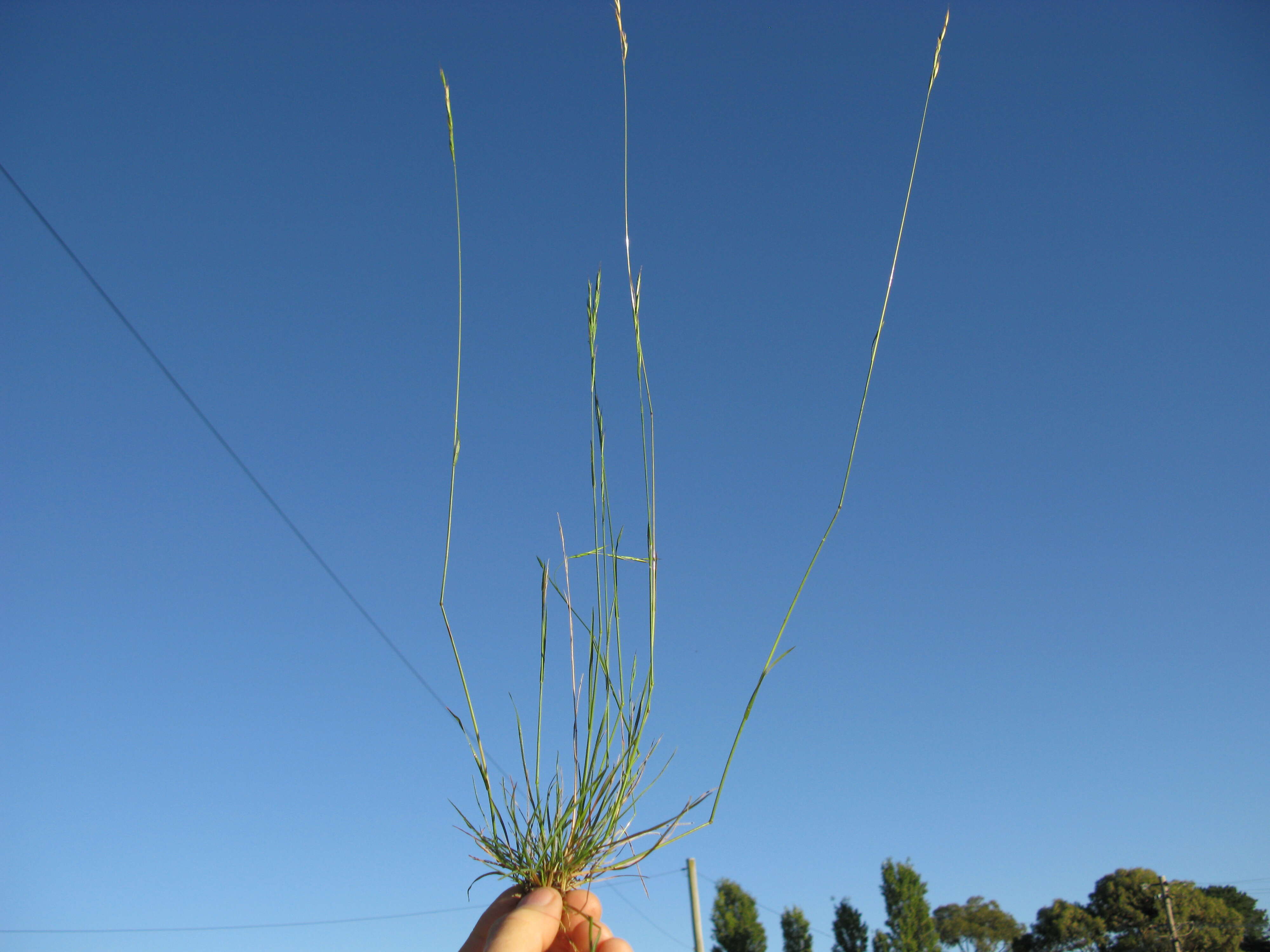 Plancia ëd Rytidosperma racemosum (R. Br.) Connor & Edgar