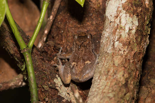 Image of Ornate Frog