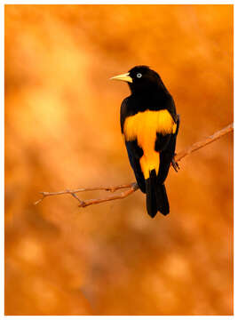 Image of Yellow-rumped Cacique