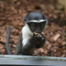 Image of Roloway Guenon