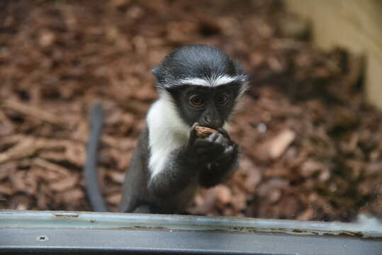 Image of Roloway Guenon