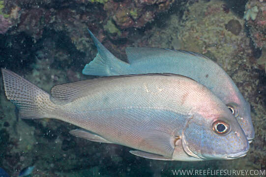 Image of Painted sweetlips