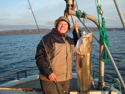 Image of Atlantic cod