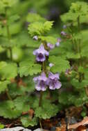 Image of Ground ivy