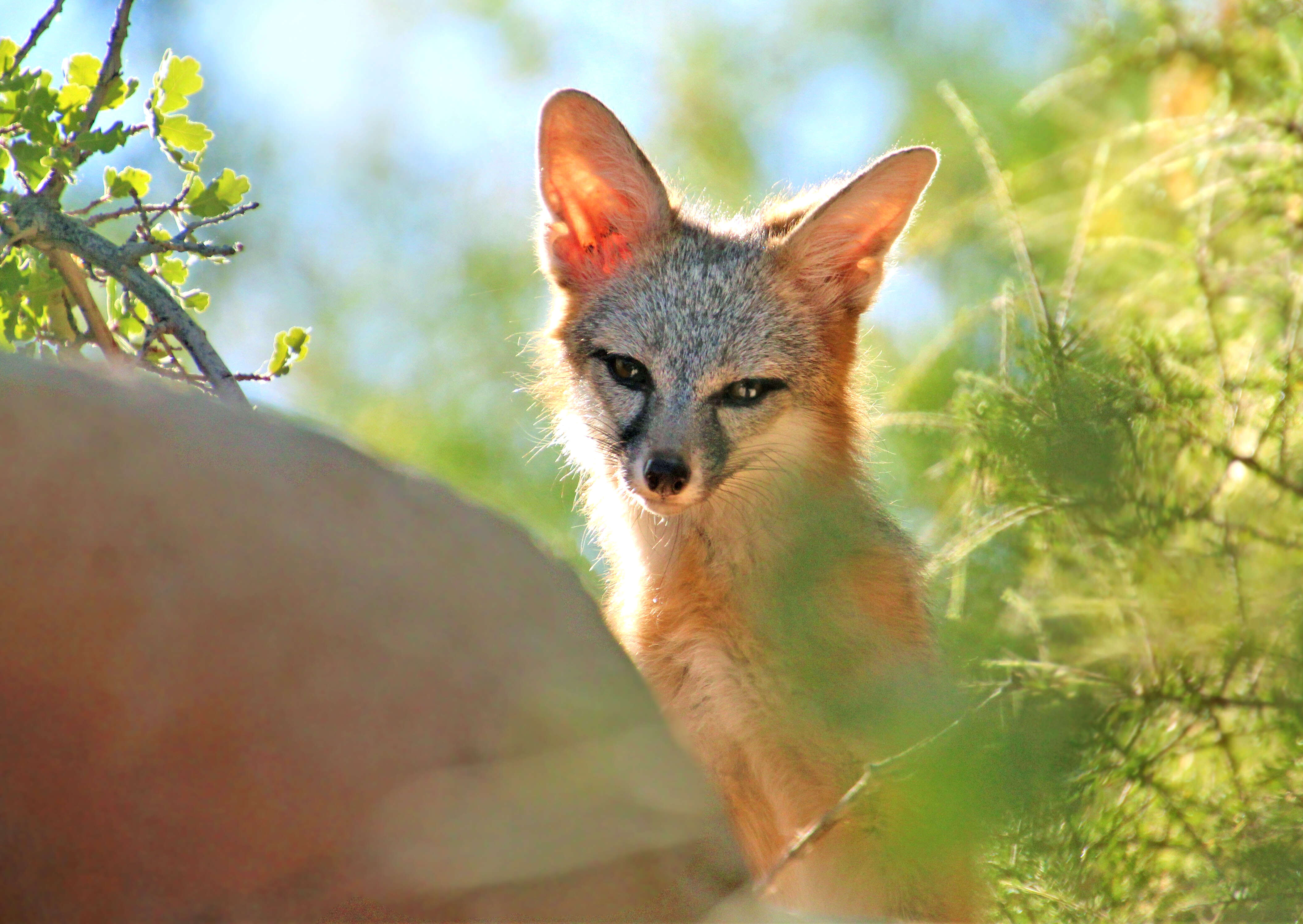 Image of Grey Foxes