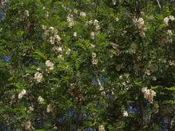 Image of black locust