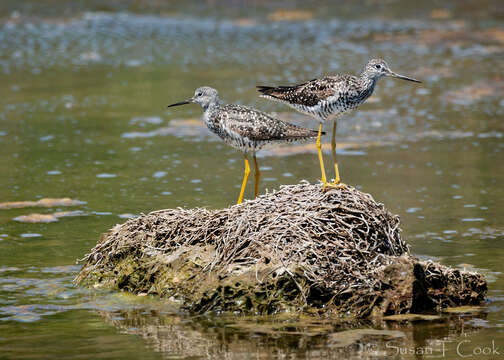 Image of Greater Yellowlegs