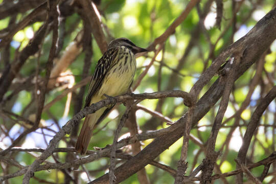 Слика од Myiodynastes luteiventris Sclater & PL 1859