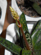 Image of Gasteria obliqua (Aiton) Duval