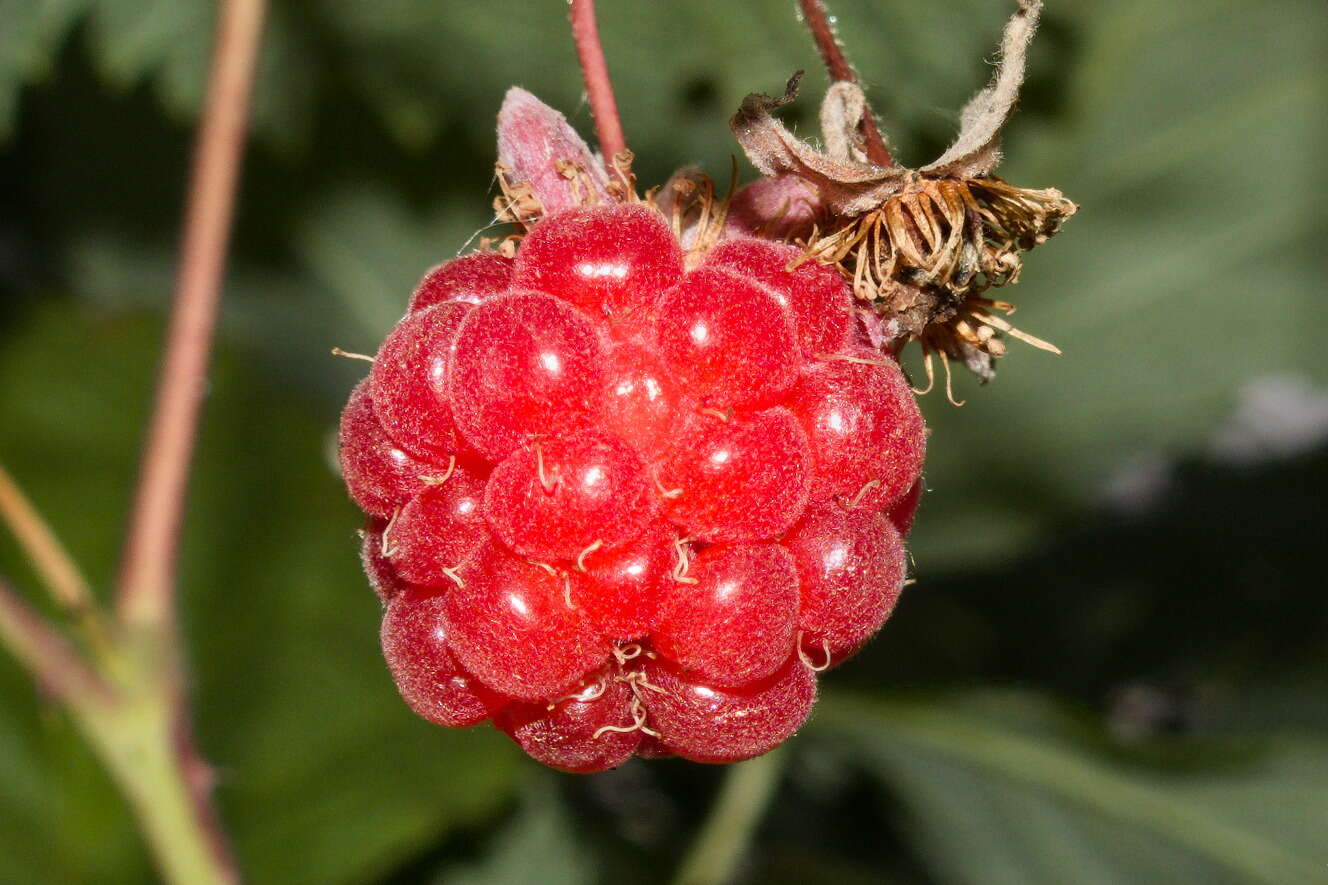 Image of Raspberry