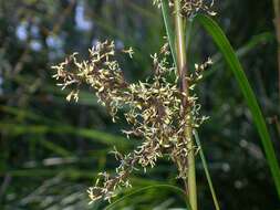 Image of Gahnia melanocarpa R. Br.