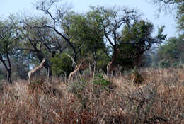 Image of Kordofan giraffe