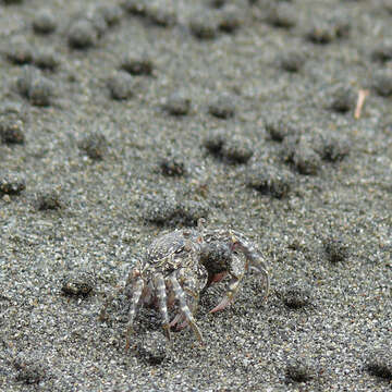 Image of Sand Bubbler Crab