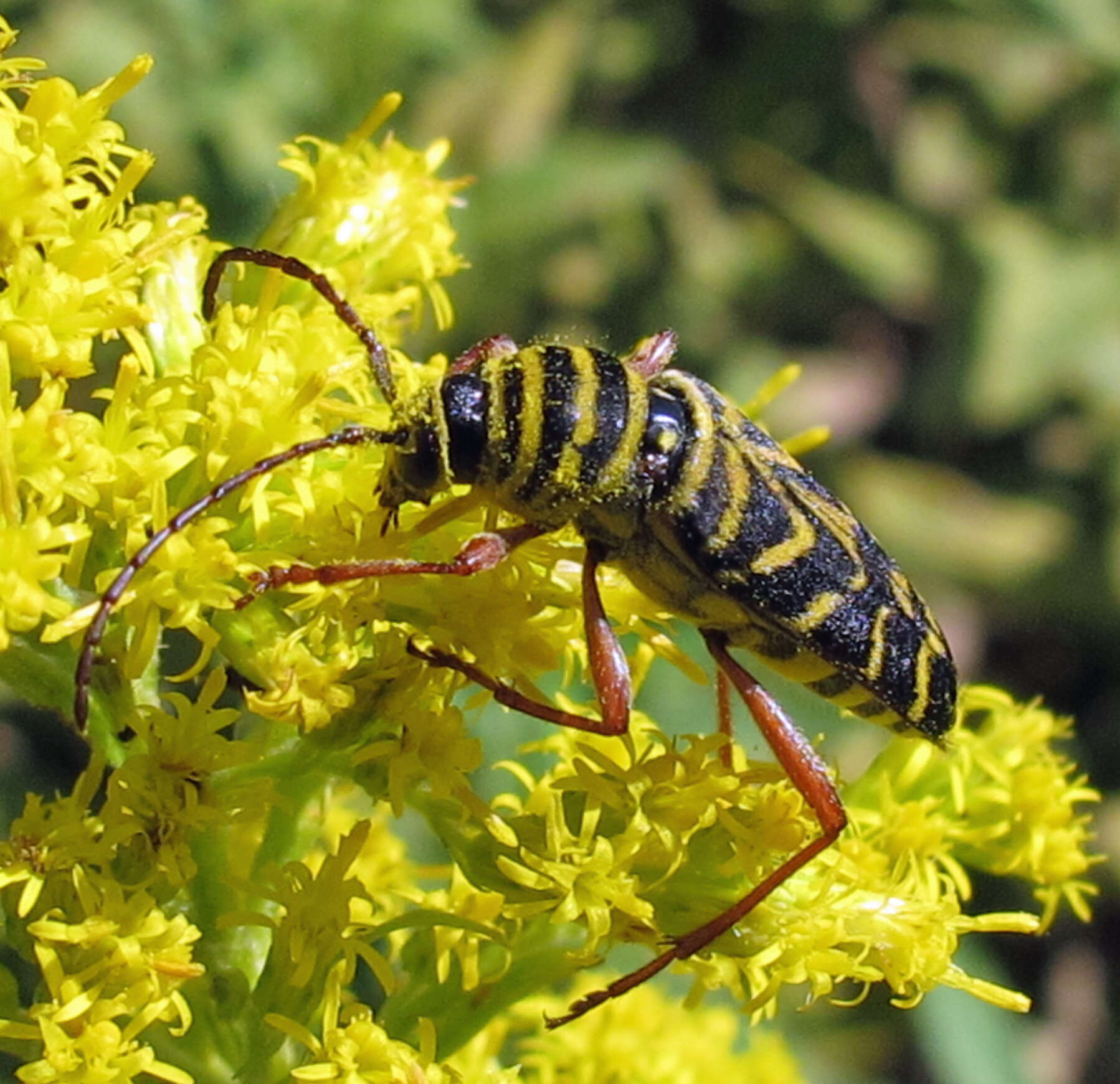 Image of Locust Borer