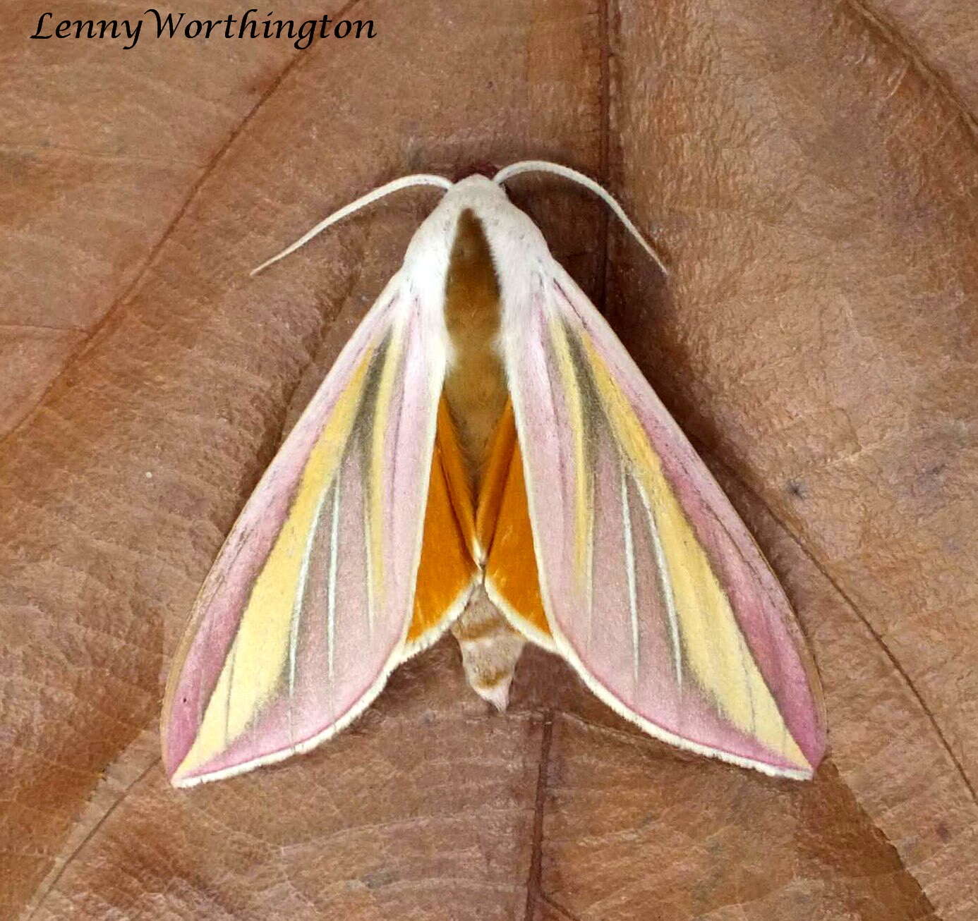 Image of Large candy-striped hawkmoth