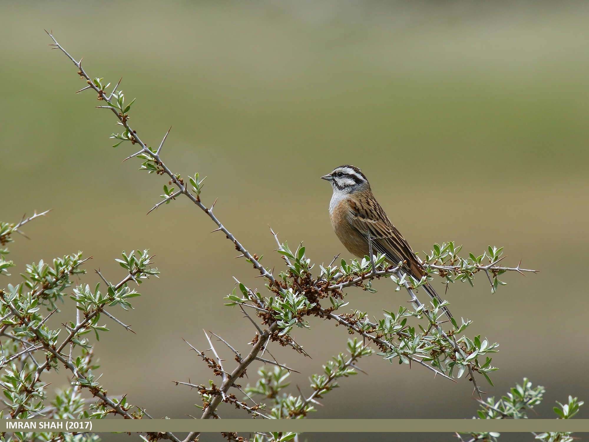 Image of European Rock Bunting