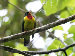 Image of Scarlet-breasted Fruiteater