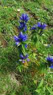 Image of Gentiana asclepiadea L.