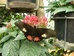 Image de Papilio anchisiades Esper 1788