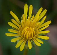 Image of Common Dandelion